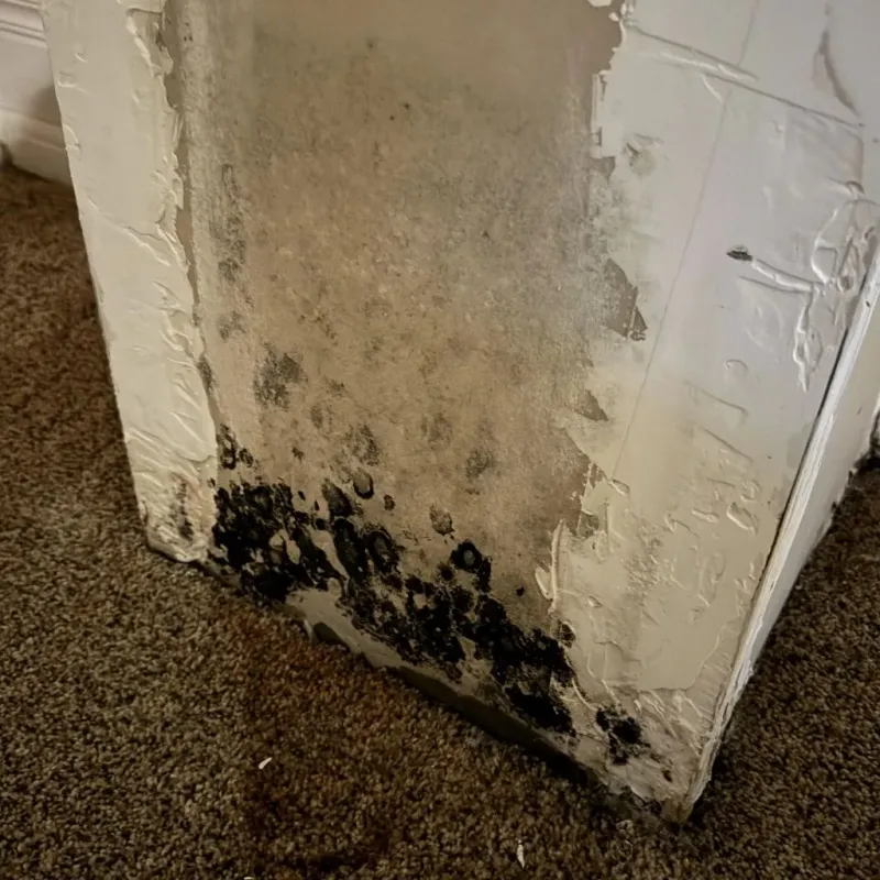 Professional Mold Removal in Boone County, IN